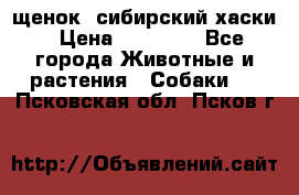 щенок  сибирский хаски › Цена ­ 12 000 - Все города Животные и растения » Собаки   . Псковская обл.,Псков г.